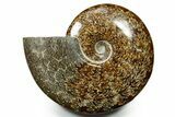 Polished Ammonite (Cleoniceras) Fossil - Madagascar #377347-1